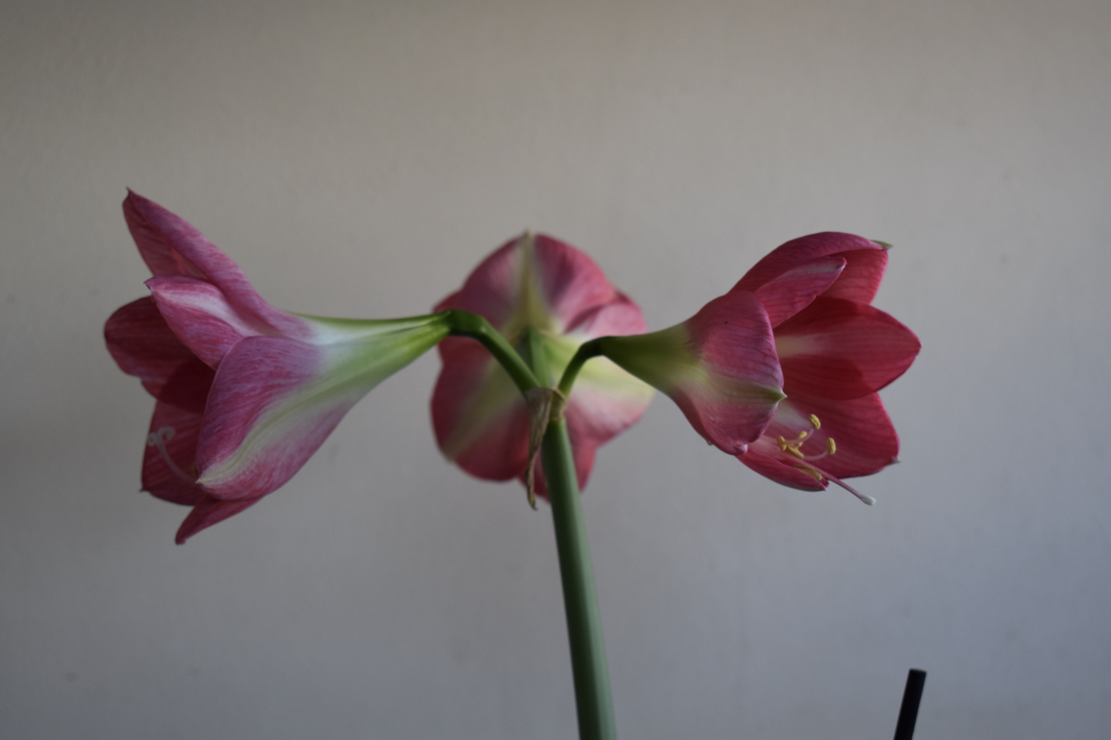 Amaryllis_04