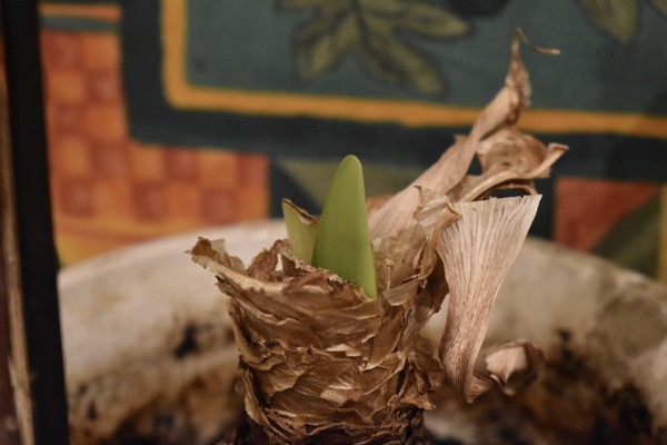 Amaryllis_07